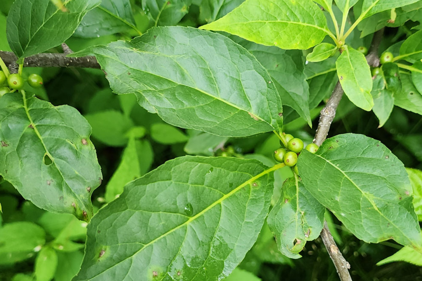 Ilex Montana Seeds - Mountain Holly Evergreen Shrub with Red Berries, Hardy Berry Plant, Wildlife-Friendly, 500mg
