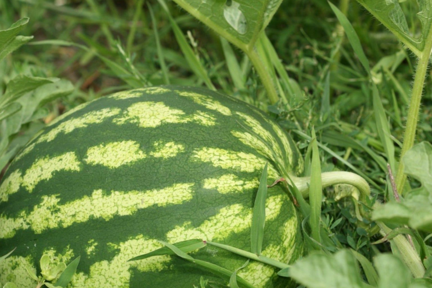 Carolina Cross Watermelon Seeds – Giant Sweet Fruit – Citrullus lanatus – Heirloom, Red Flesh, Sprawling Vines
