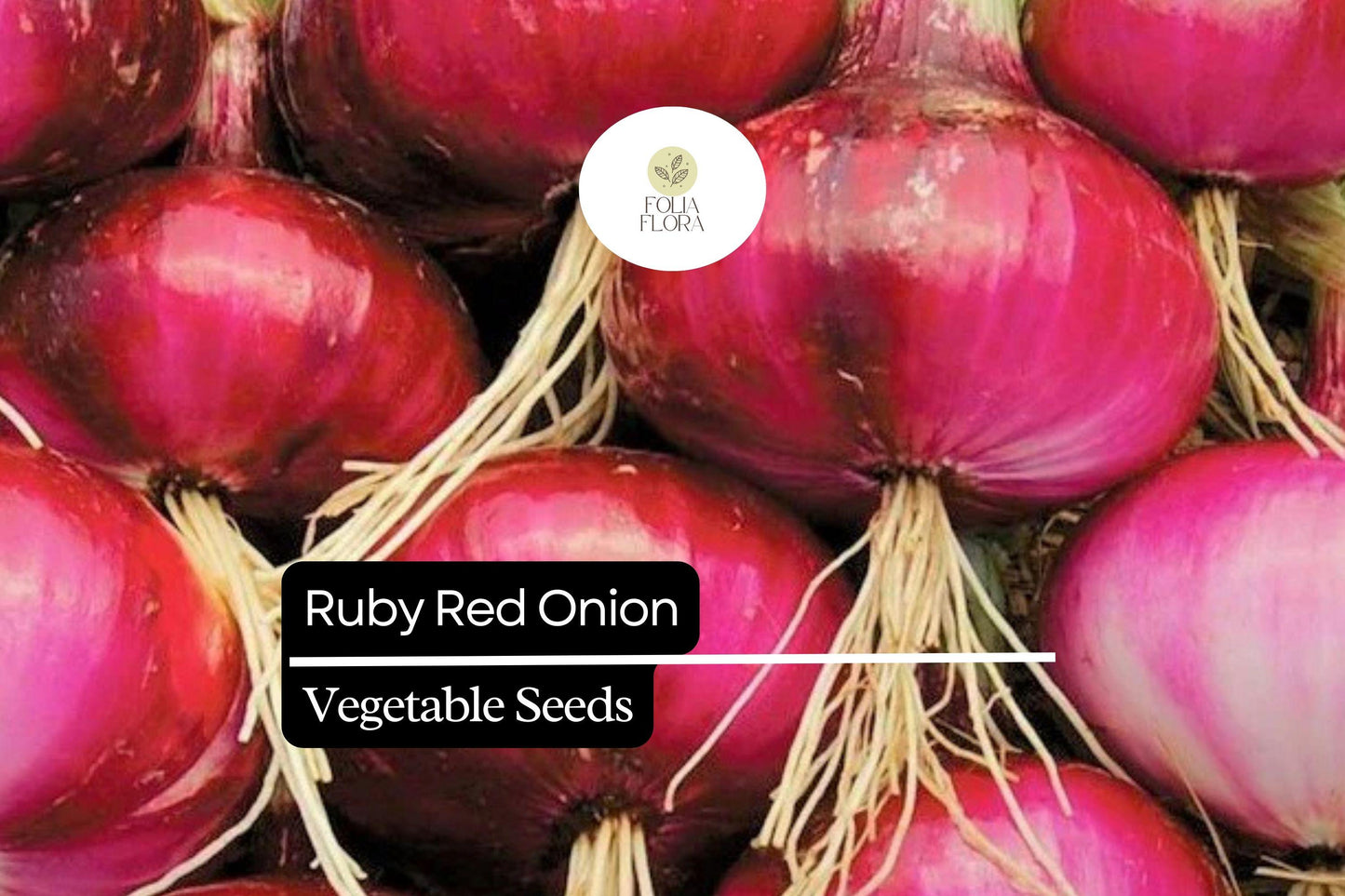 100 Seeds Ruby Red Onion (Allium cepa) – Sweet, Vibrant Red Bulbs for Gardens & Culinary Use