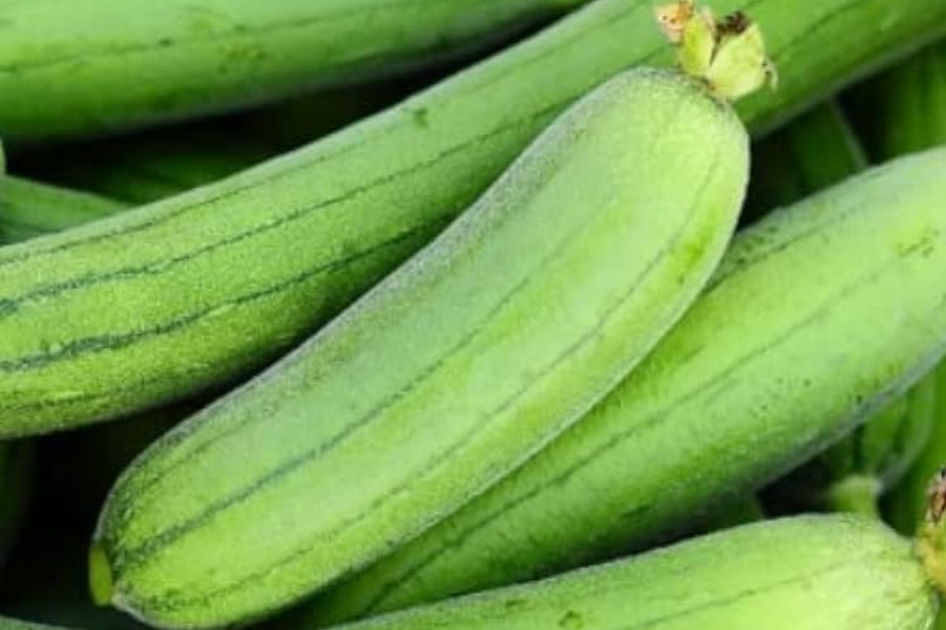 20pcs Ridged Sponge Gourd Seeds - Edible Luffa Variety for Trellis & Garden - Heirloom Vegetable - Luffa acutangula