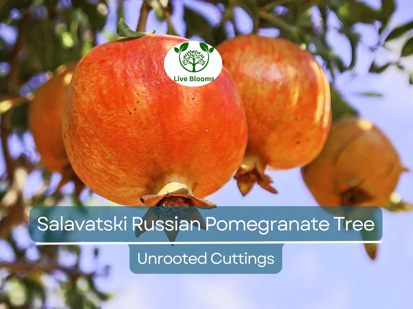 3 Salavatski Russian Pomegranate Tree Unrooted Cuttings - Cold-Hardy 10 Inch Punica granatum