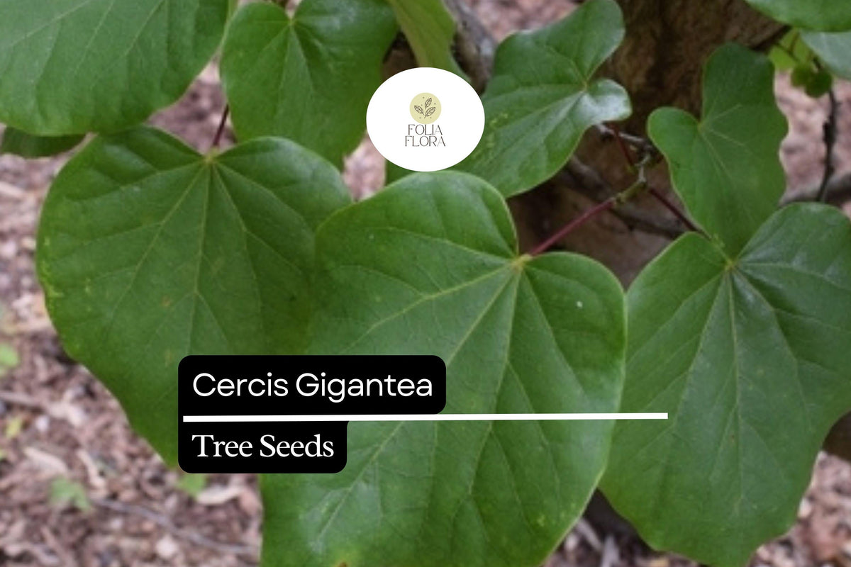 10 Seeds Cercis Gigantea - Giant Redbud Tree with Pink Blossoms, Rare Ornamental Deciduous Tree