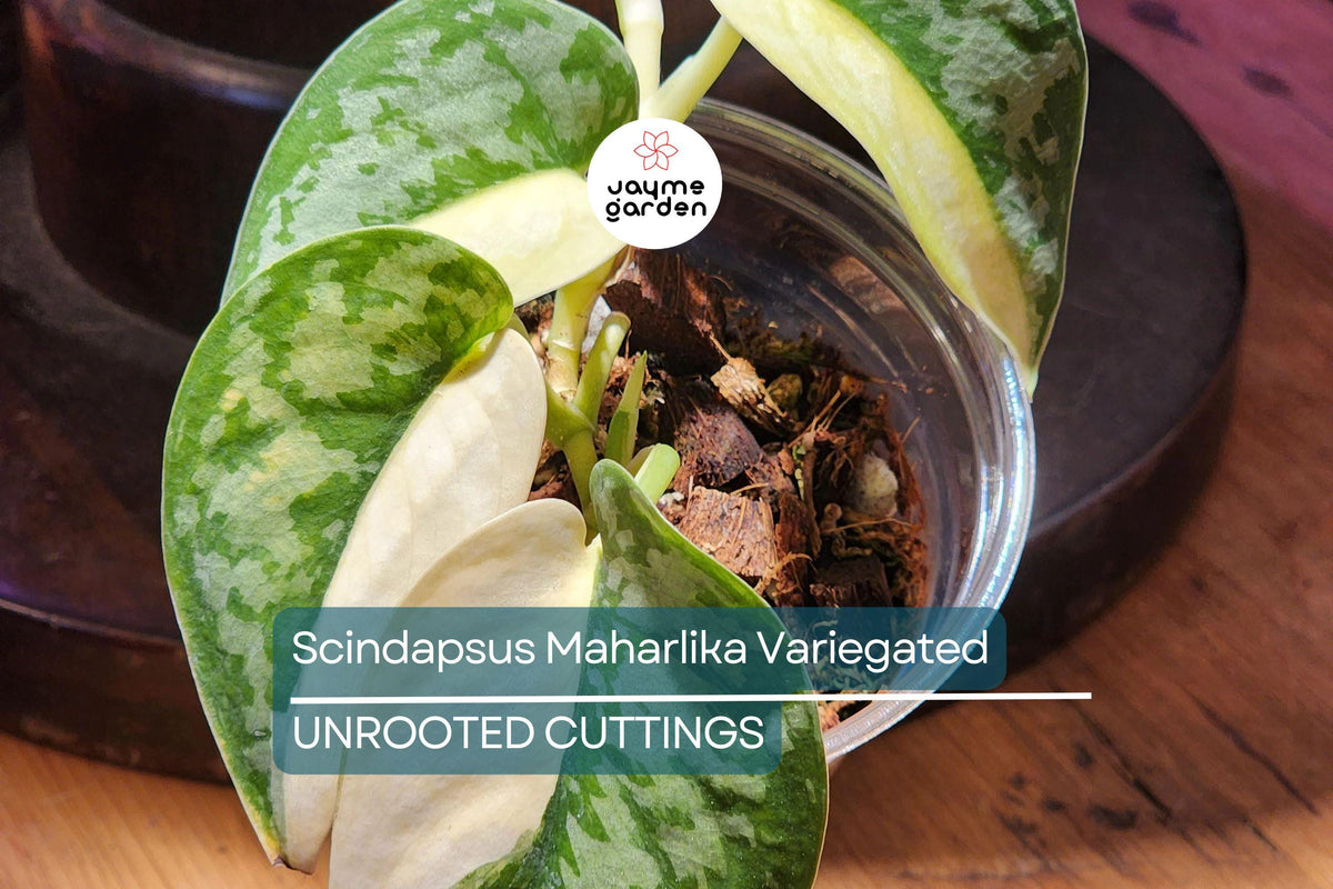 Scindapsus Maharlika Variegated Cutting 1 Node 1 Leaf Unrooted - Rare Houseplant for Indoor/Outdoor Growth, Easy Care