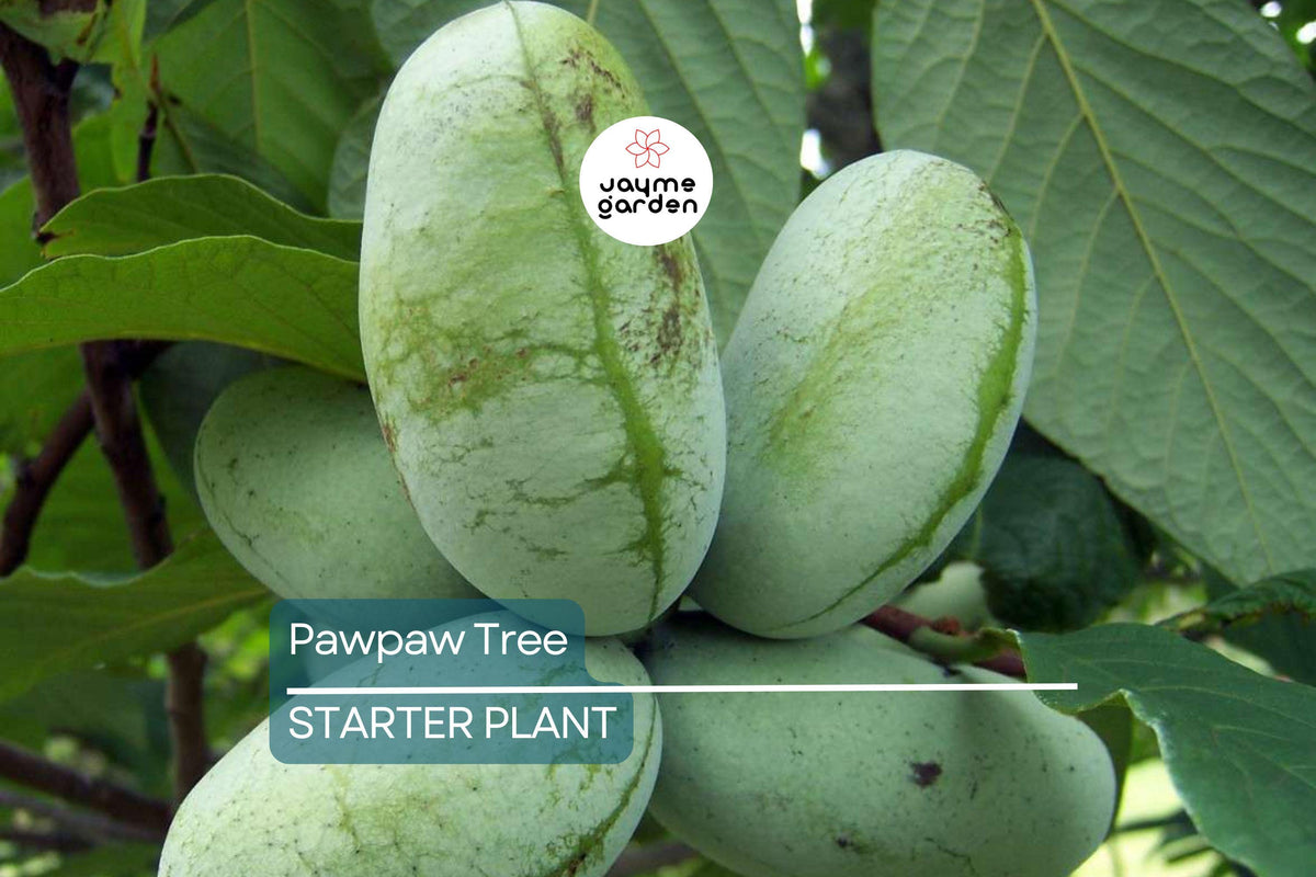 Pawpaw Tree 1-2 Ft Live Edible Fruit Tree, Cold Hardy, Asimina triloba, Perfect for Home Gardens, Full Sun, Ready to Plant