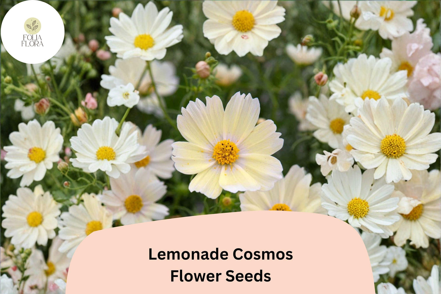 200+ Lemonade Cosmos Seeds | Soft Yellow Cosmos Bipinnatus for Pollinator Gardens