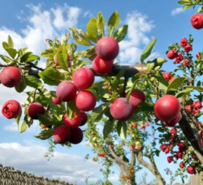 Wild Plum Cuttings Set of 12 Unrooted Prunus Tree Cuttings for Propagation and Garden Growing