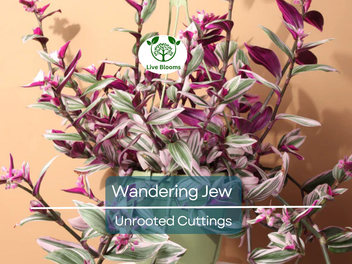 10 Unrooted Tradescantia Purple Zebrina Cuttings 5-7" | Easy Indoor Hanging Vine with Variegated Leaves
