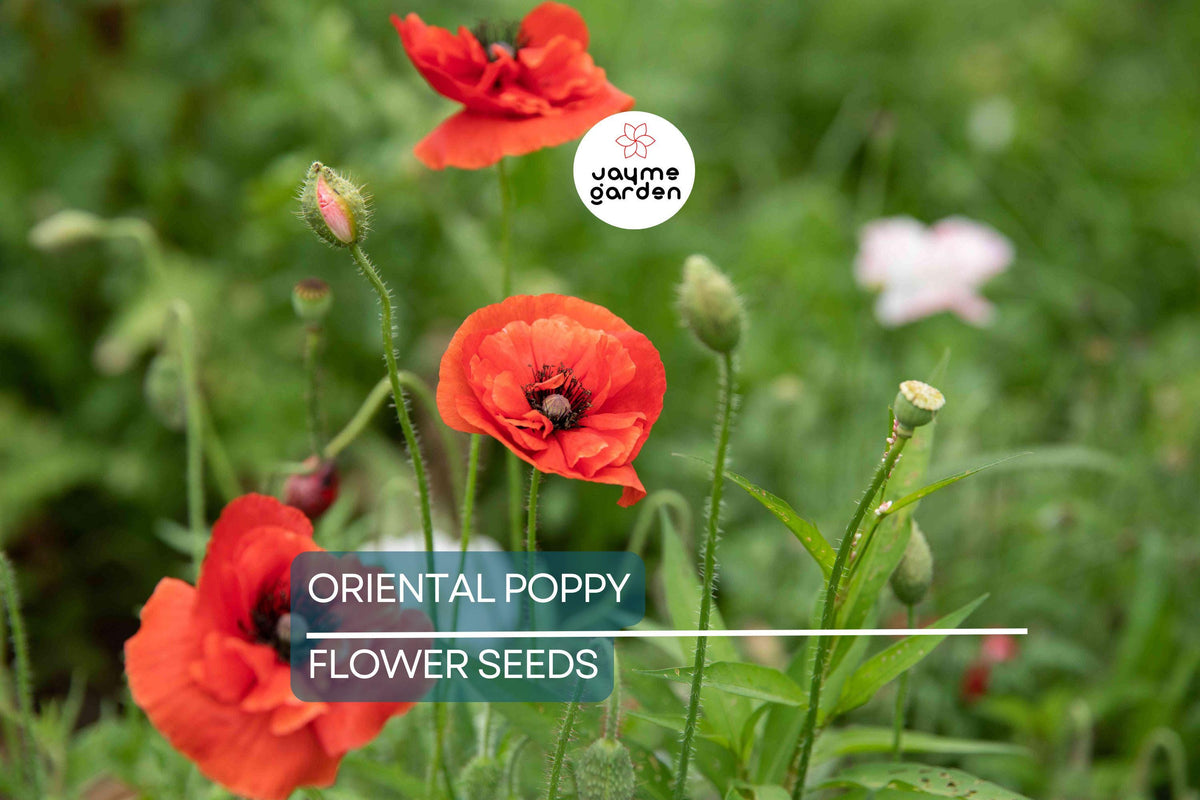 Oriental Poppy Seeds - 200+ Reddish-Orange Perennial Seeds, Papaver orientale, Full Sun, Low Maintenance, Zones 3-8, Drought-Tolerant