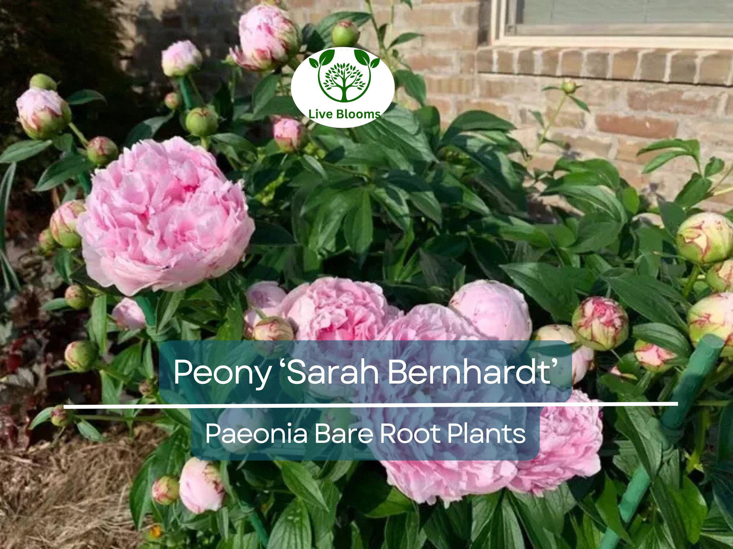 Peony ‘Sarah Bernhardt’ Bare Root Plant – Pink Double Blooms, Fragrant Perennial Flowering Bush