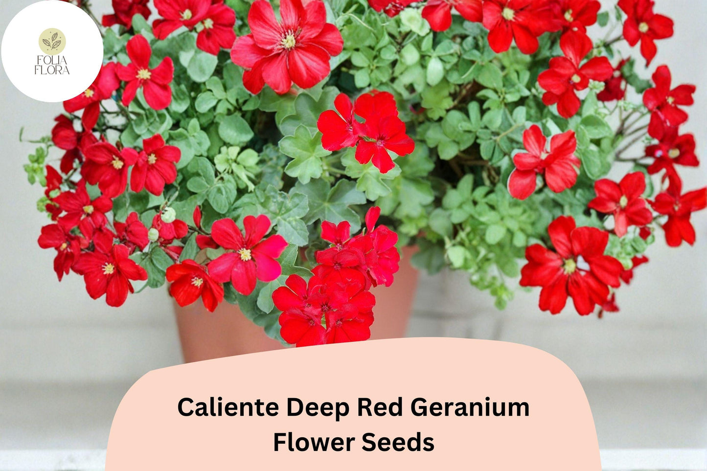 25+ Caliente Deep Red Geranium Seeds | Bold Scarlet Ivy Zonal Hybrid for Garden & Hanging Baskets