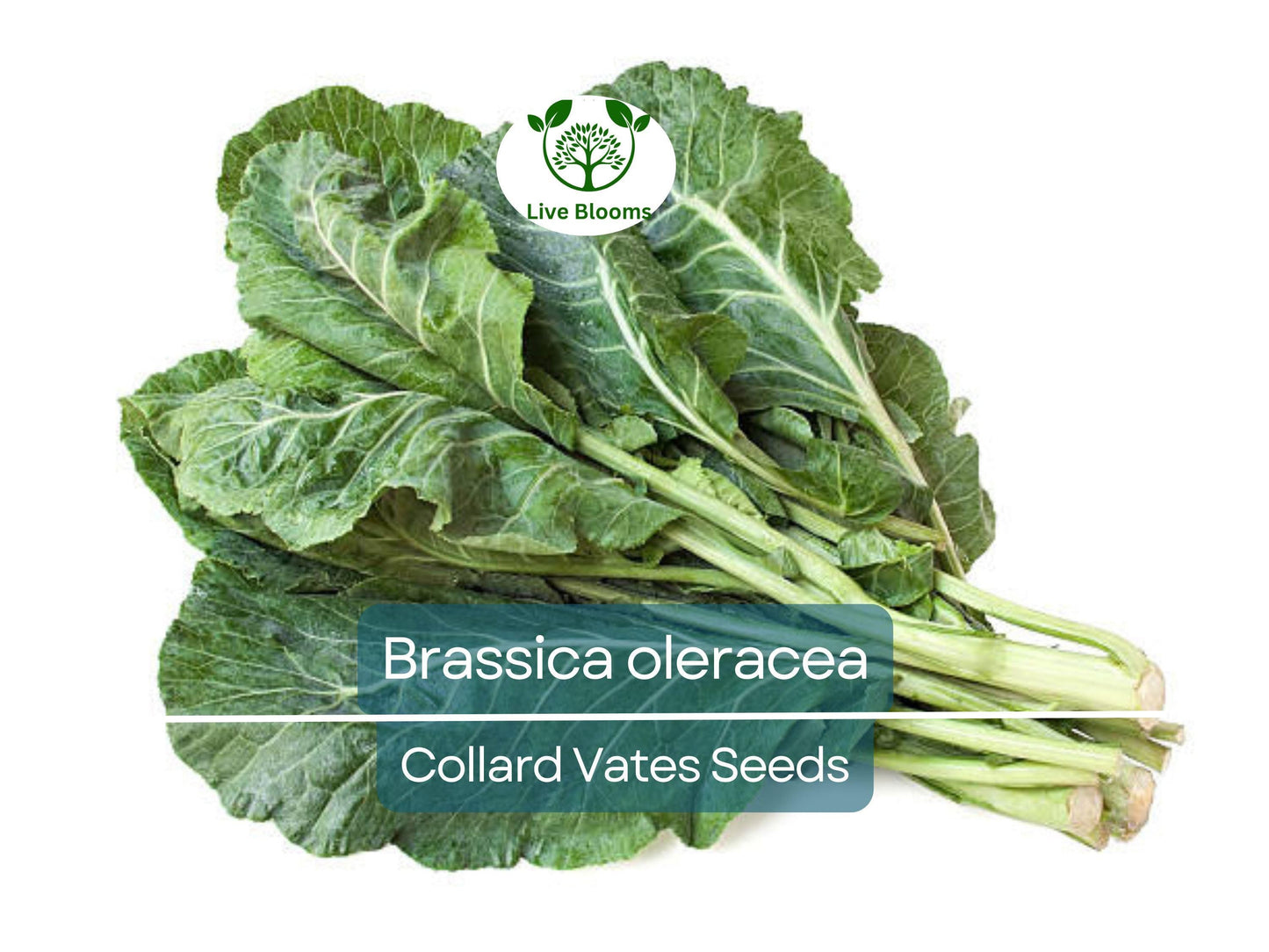 300 Seeds Collard Vates – Heirloom Brassica oleracea for Nutritious, Cold-Tolerant Greens