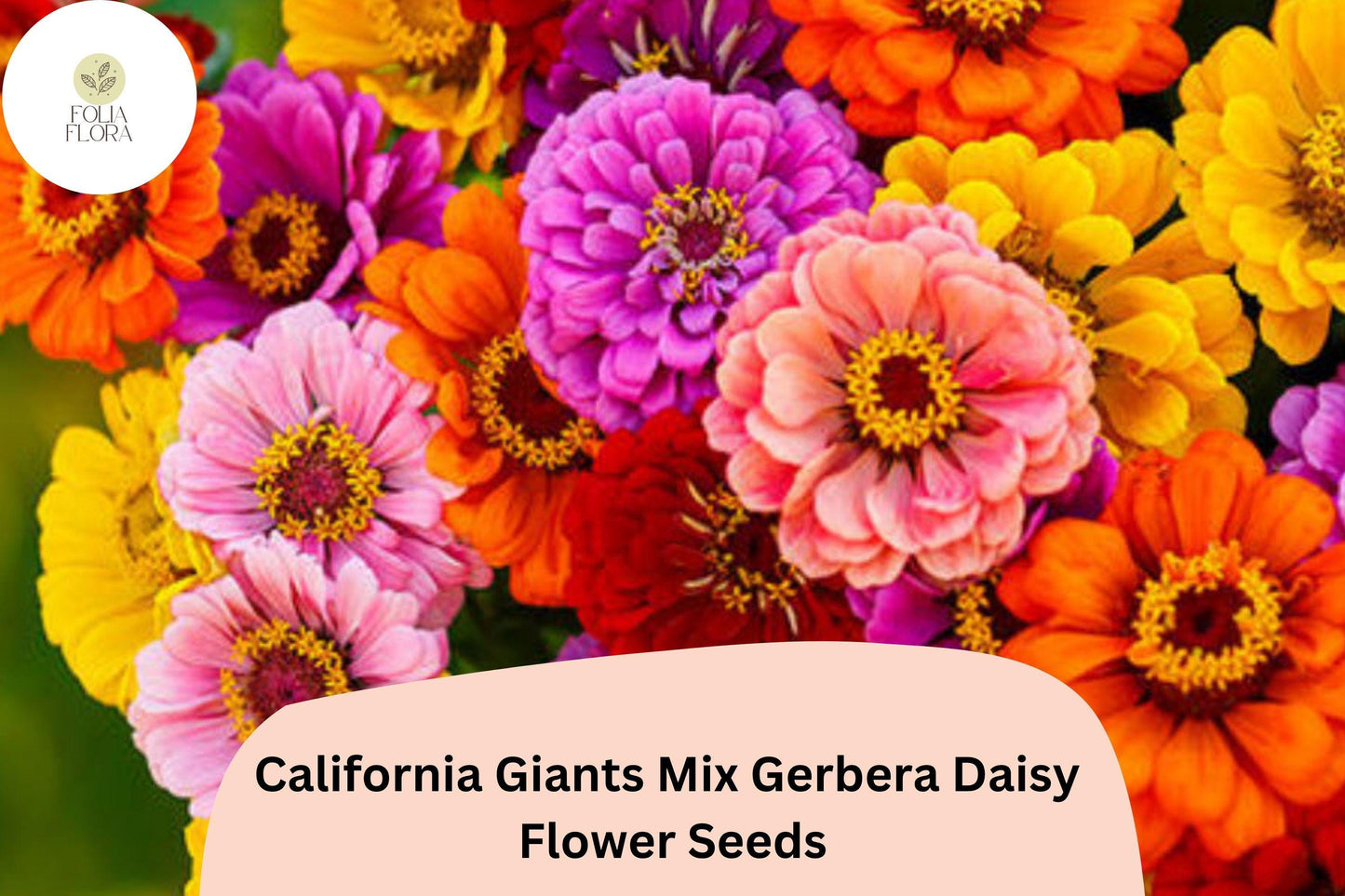 200+ California Giants Mix Gerbera Daisy Seeds | Bright Mixed Colors for Garden & Pots