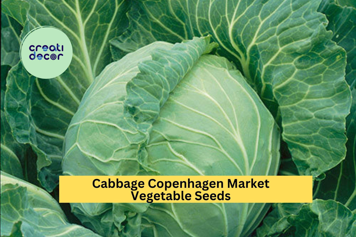 Cabbage Seeds 3pcs x 1g Heirloom Copenhagen Market Brassica oleracea - Green Heads for Raised Beds, Garden Rows, Containers