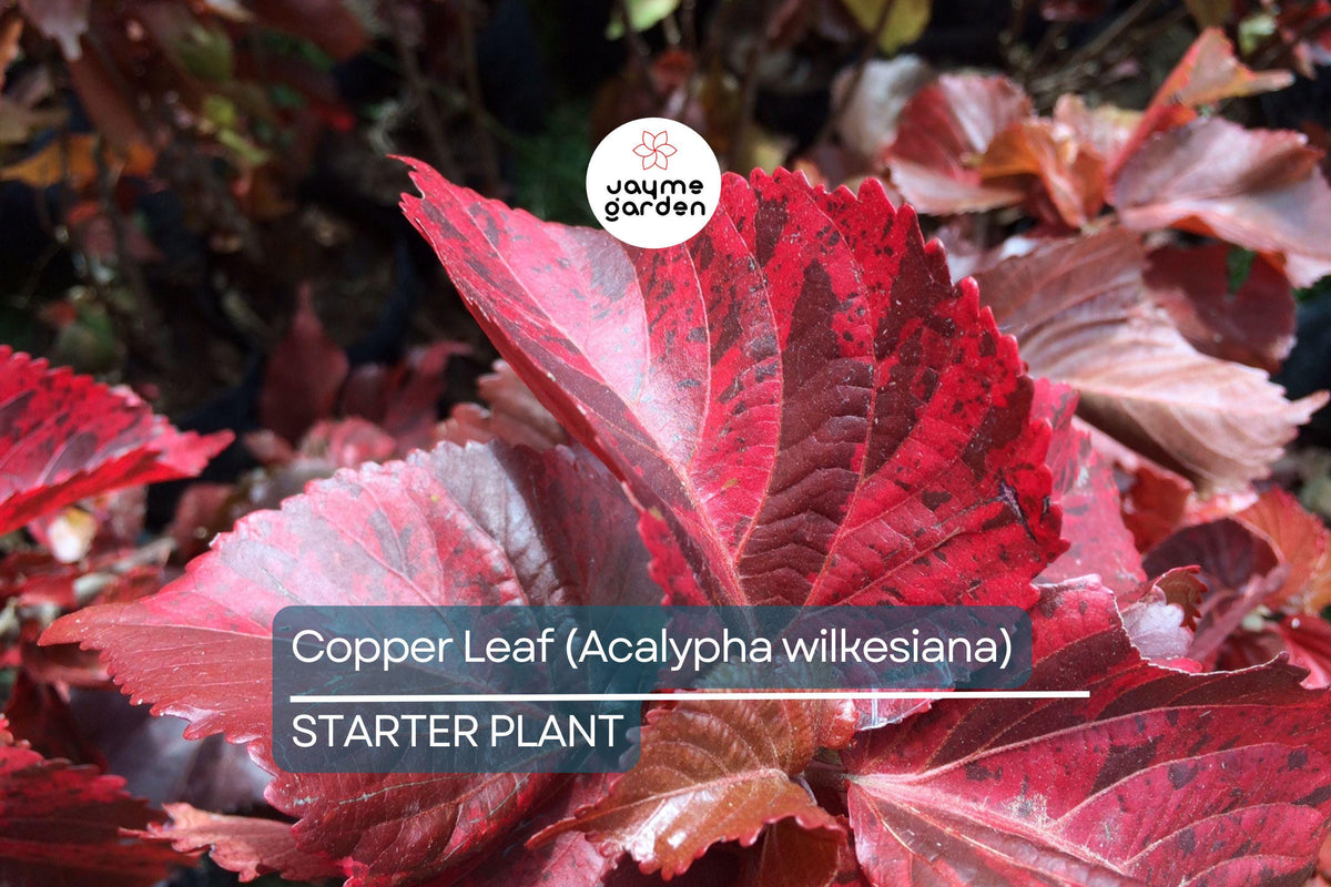 Copper Leaf Plant 12-24″ Acalypha wilkesiana Ornamental Shrub Fast Growing Vibrant Foliage Easy Care Tropical Garden Plant