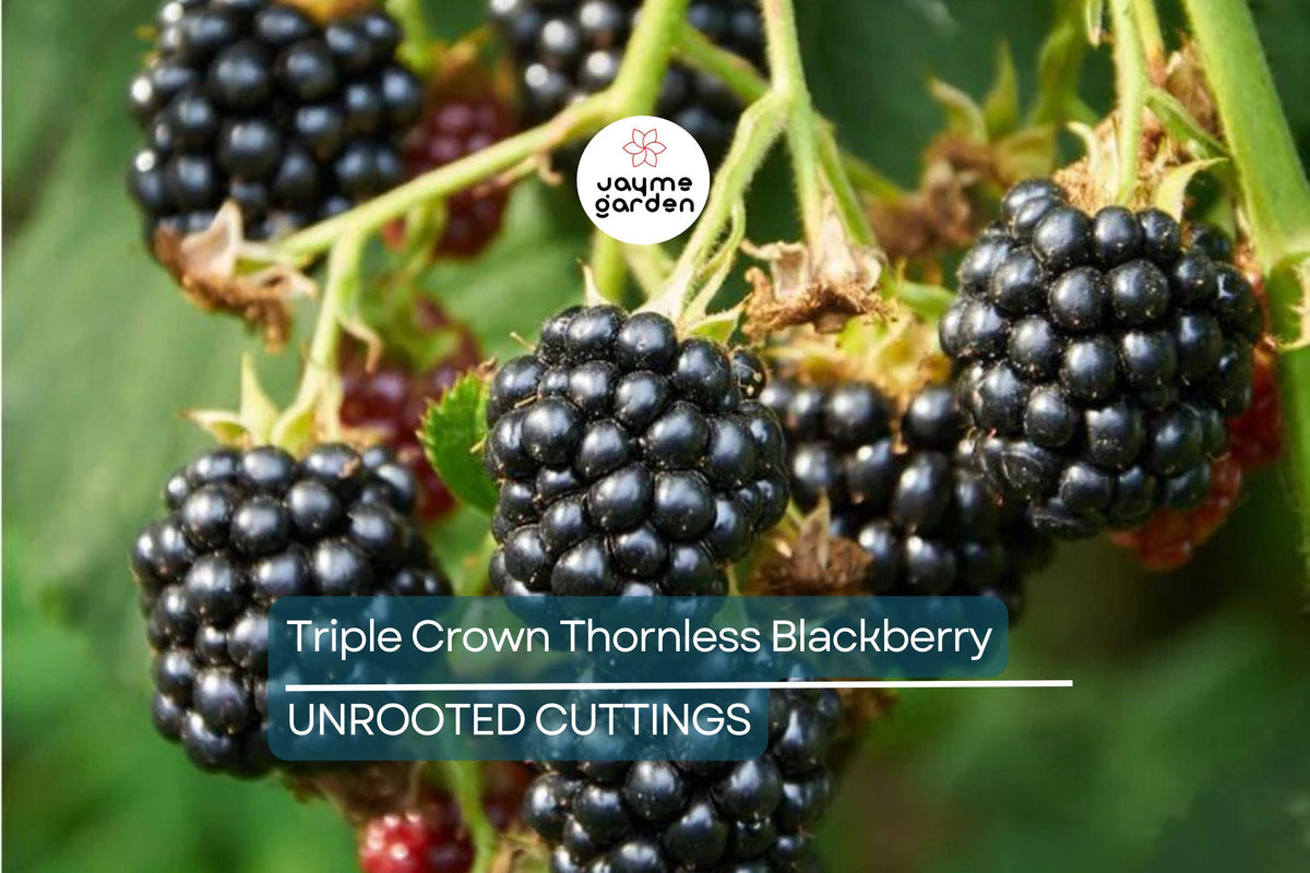 Organic Triple Crown Thornless Blackberry Cuttings 6"-10" | Unrooted Starter Plants for Sweet Juicy Berries | Rubus fruticosus
