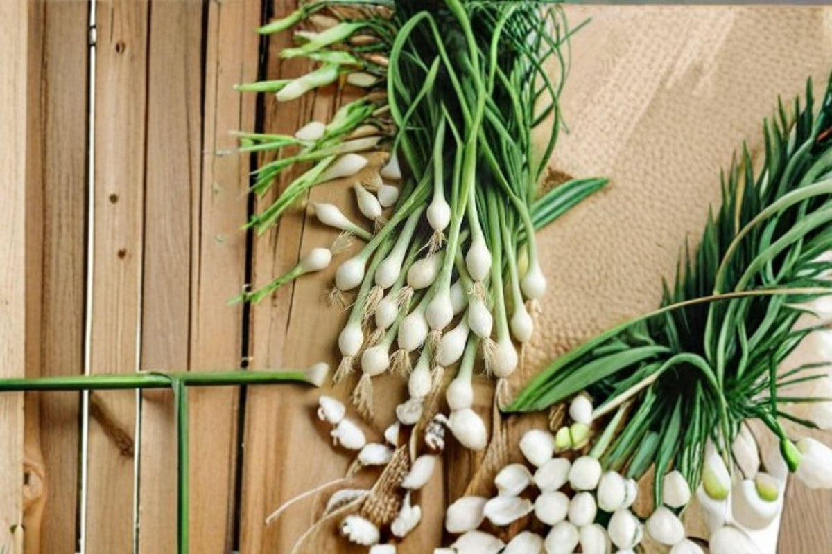Bunching Onion Seeds - 50 White Lisbon Seeds | Allium fistulosum | Fast Growing, Mild Flavor, Perfect for Salads and Stir-fries