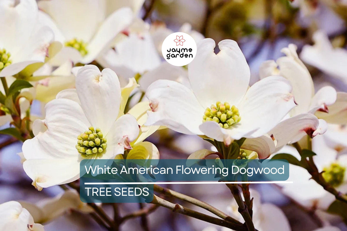 Dogwood Tree Seeds - 10 White Flowering Seeds, Cornus florida, Hardy Ornamental, Shade Tree for Landscaping & Wildlife