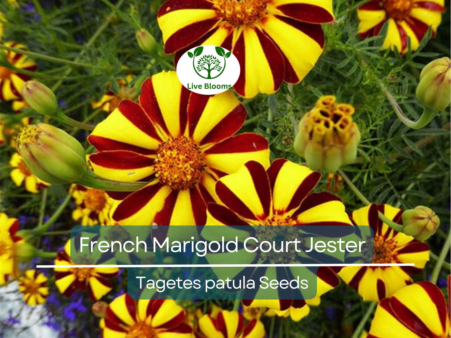 100 Seeds French Marigold Court Jester Harlequin - Tall, Non-GMO, Pollinator-Friendly Garden Flowers