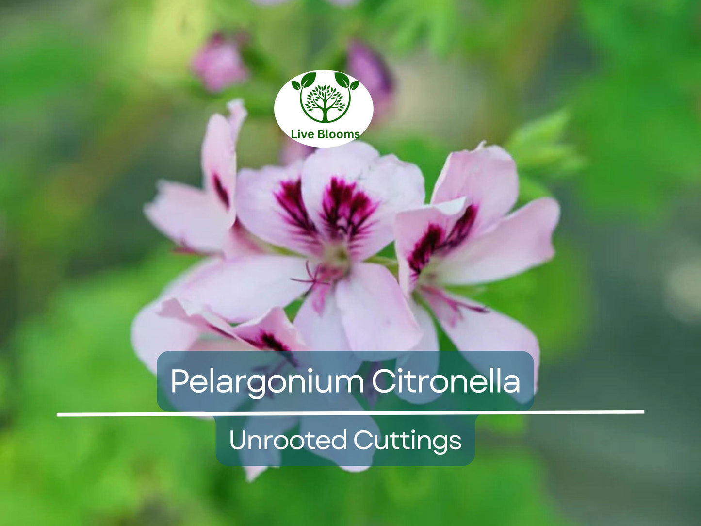 3 Pelargonium Citronella Lemon Scented Geranium Unrooted Cuttings with Pink Flowers - Natural Mosquito Repellent, Easy to Root
