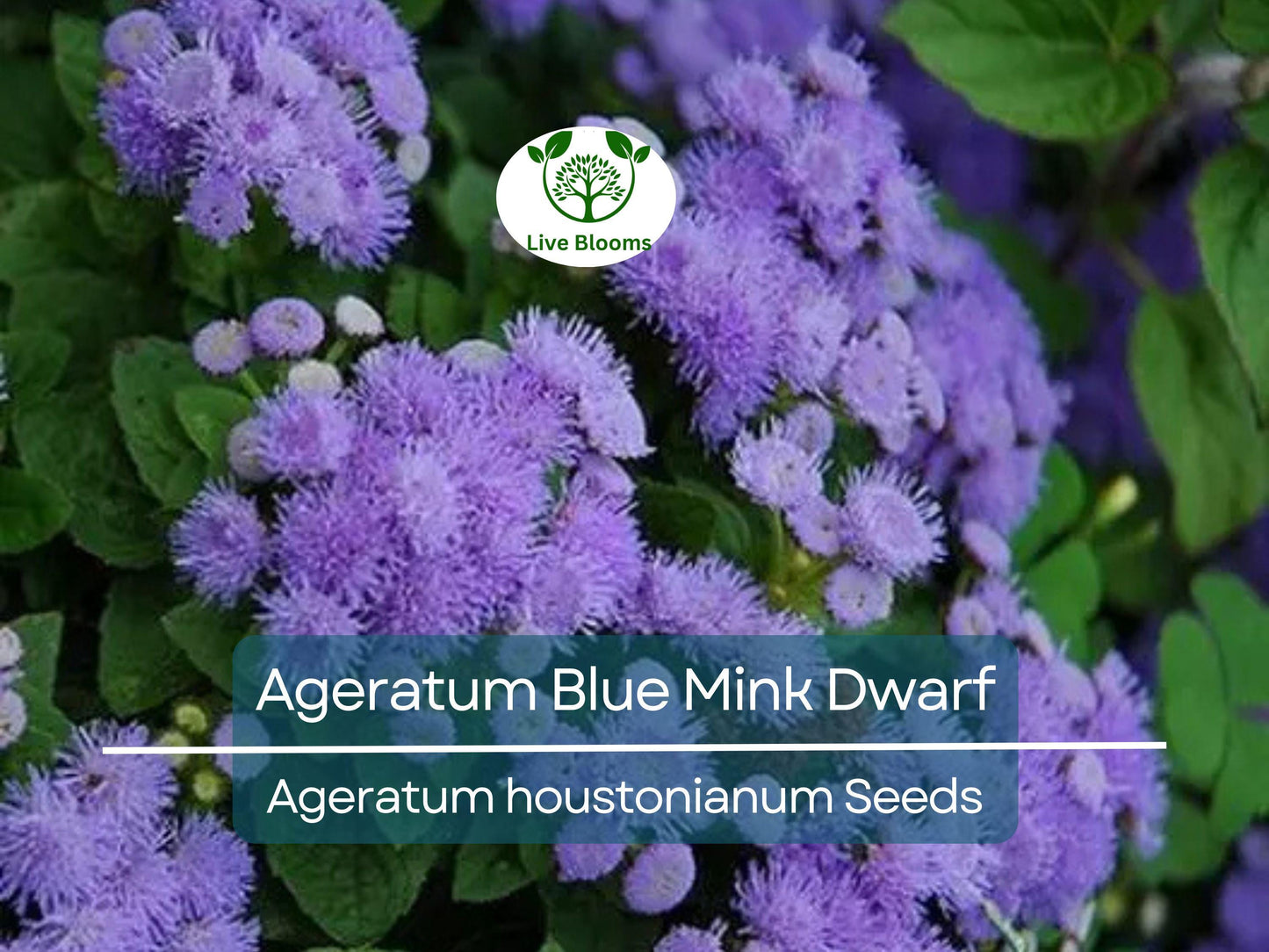 500 Seeds Ageratum Blue Mink Dwarf - Non-GMO Purple Floss Flower, Perennial, Butterfly Garden Friendly