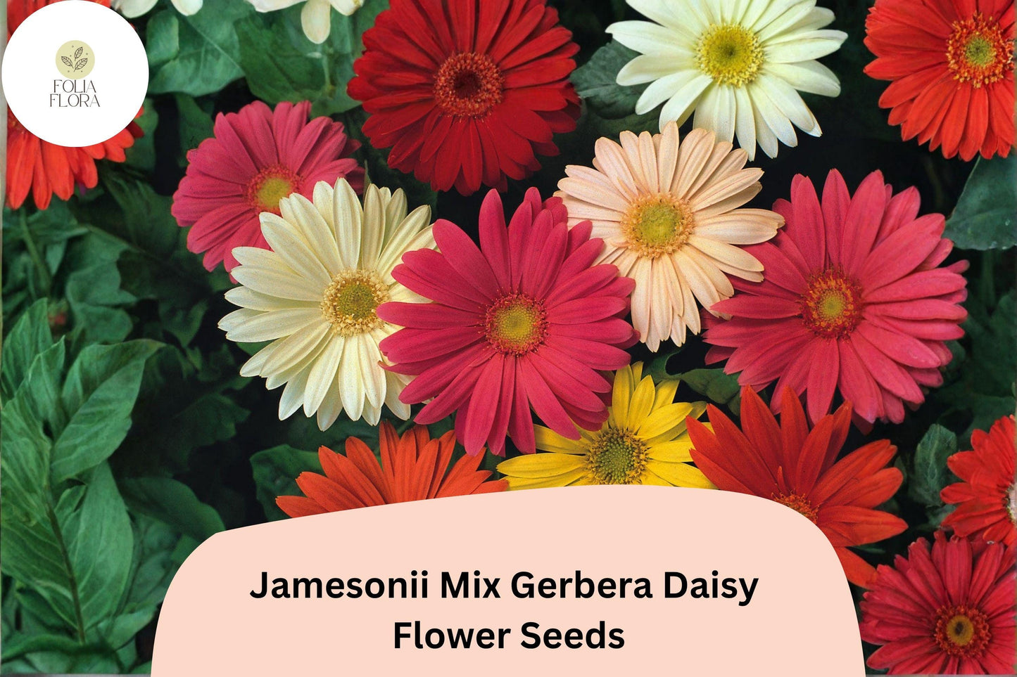 200+ Jamesonii Mix Gerbera Daisy Seeds | Vibrant Mixed Colors for Garden & Cut Flowers