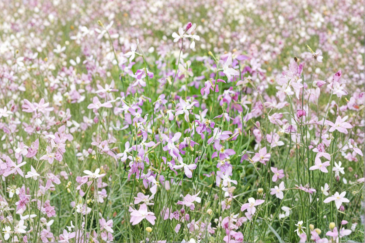 Evening Scented Stock Seeds – 100 Fragrant Matthiola longipetala – Night Blooming Flower for Cottage Gardens & Pollinators