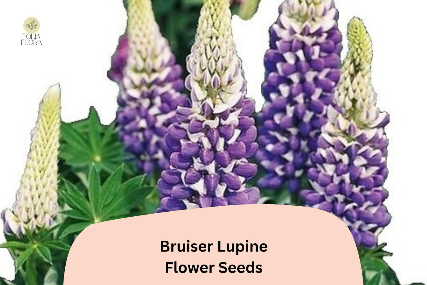 25+ Bruiser Lupine Seeds | Purple & Blue Perennial Flowers for Garden Borders & Containers