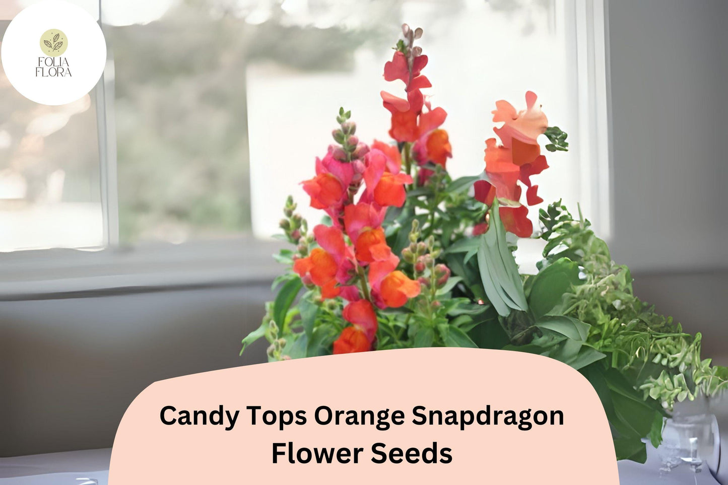 Candy Tops Orange Snapdragon Seeds - 1000+ Bright Orange Blooms, Compact & Pollinator-Friendly