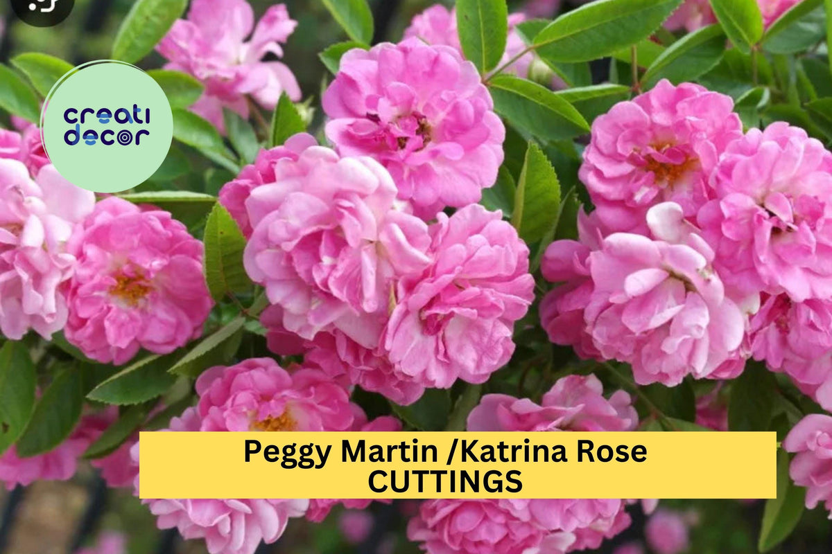5 Peggy Martin Rose Cuttings – Thornless Katrina Climbing Rose with Pink Blooms, 7-8” Unrooted Stems
