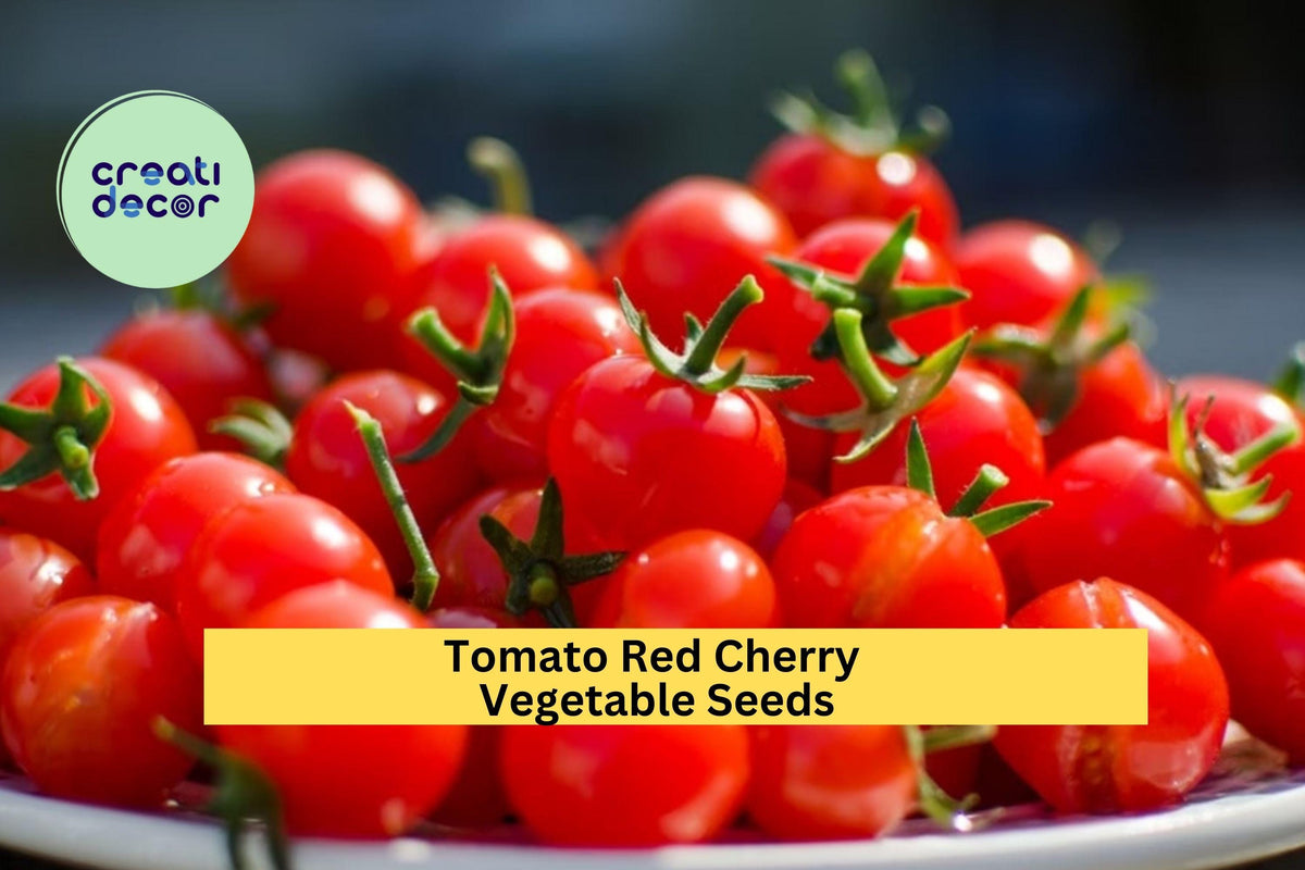 Red Cherry Tomato Seeds - 3pcs of 100mg - Sweet Mini Tomatoes for Snacking, Salads - Solanum lycopersicum - Container Gardening