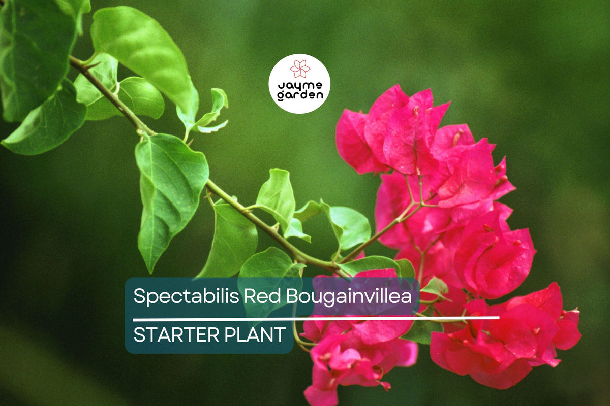 Spectabilis Red Bougainvillea Starter Plant Plug | Rare Tropical Flowering Vine | Vibrant Red Blooms | Bougainvillea spp.