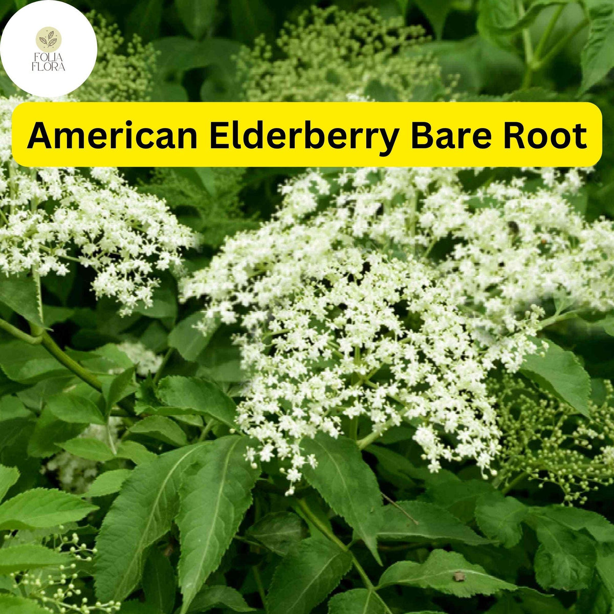 Bare Root American Elderberry Tree, Sambucus canadensis, Edible Purple Berries, Live Plant for Garden and Wildlife