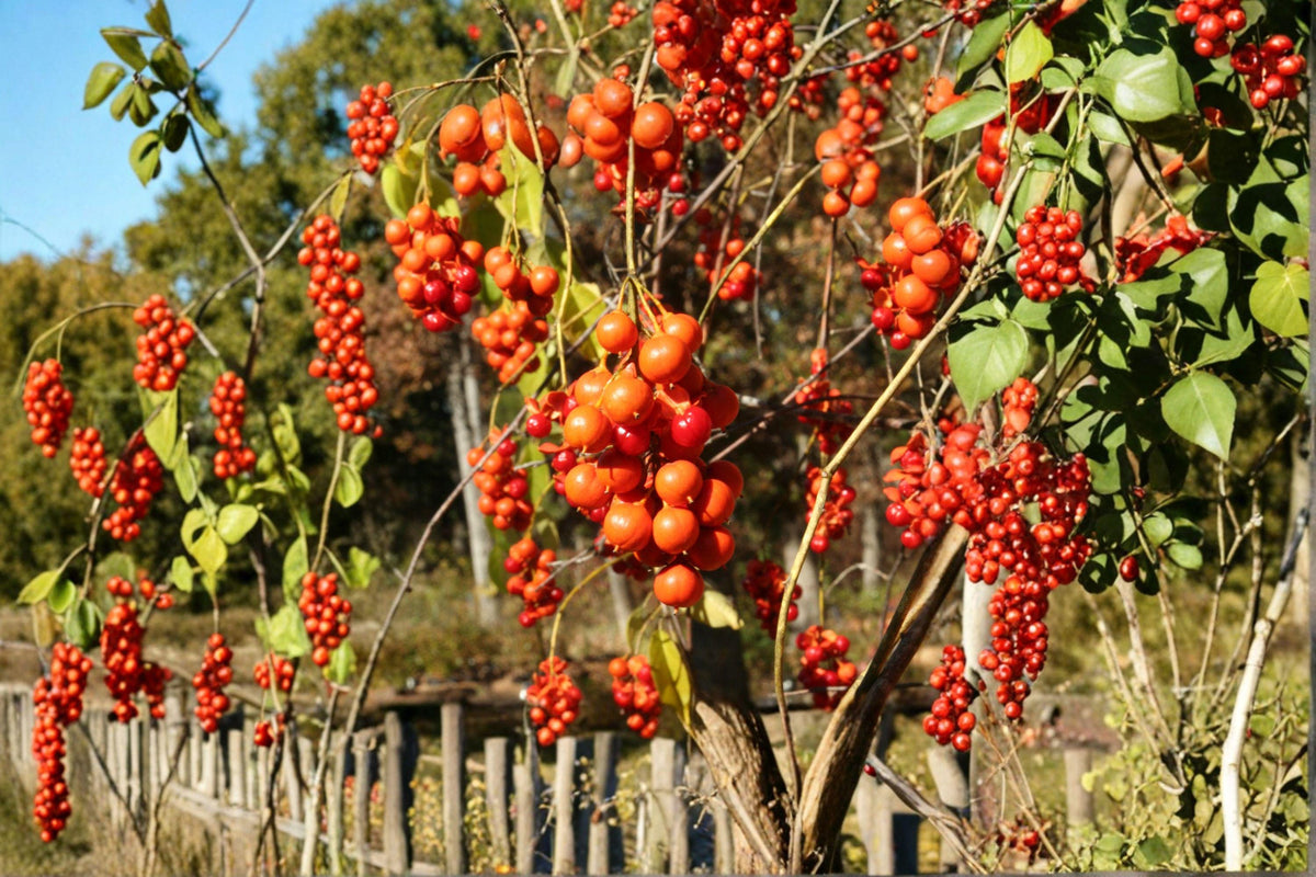 American Bittersweet Seeds - 30 Pack - Celastrus scandens - Native Climbing Vine with Bright Orange-Red Berries - Wildlife Favorite