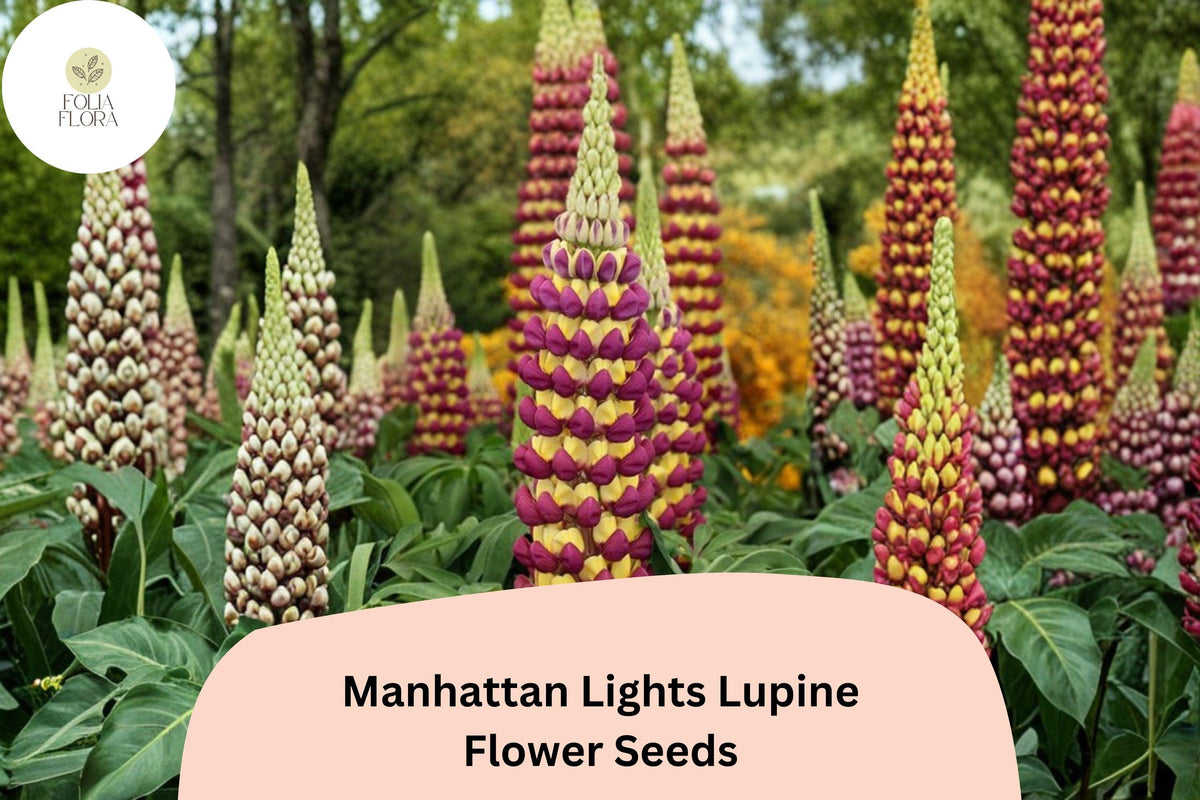 25+ Manhattan Lights Lupine Seeds | Bicolor Purple Yellow Tall Perennial Lupinus for Gardens