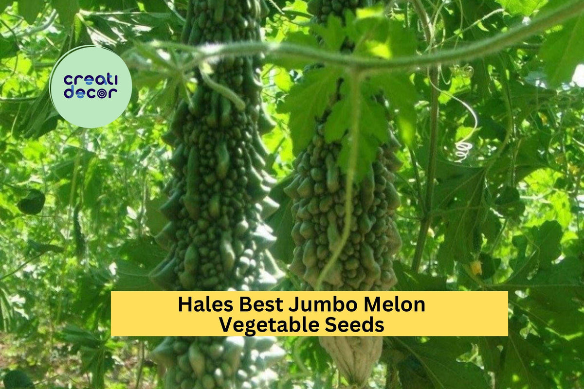 Bitter Melon Seeds 3pcs of 5 Seeds Dark Jade Hybrid Momordica charantia High-Yield Edible Gourd for Tropical Gardens