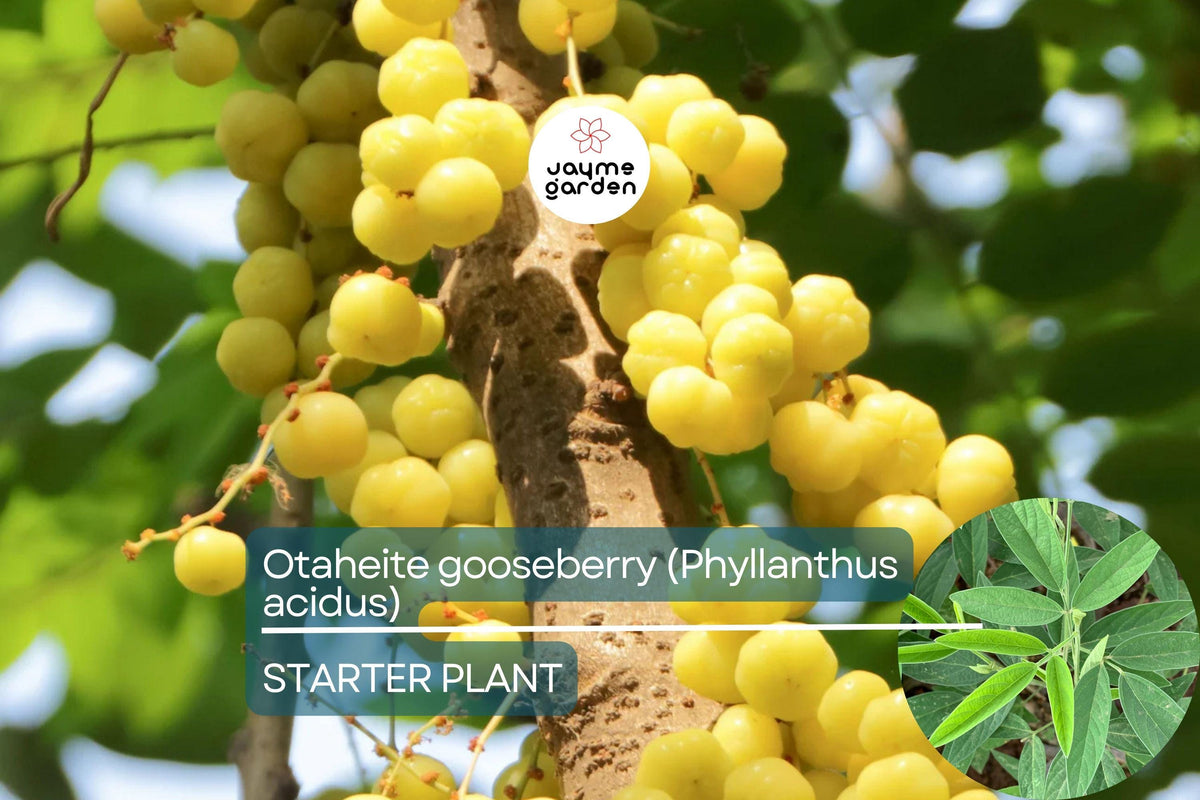 Otaheite Gooseberry Starter Plant 1-2” | Tropical Fruit Tree Phyllanthus acidus | Tangy Green Fruit for Garden