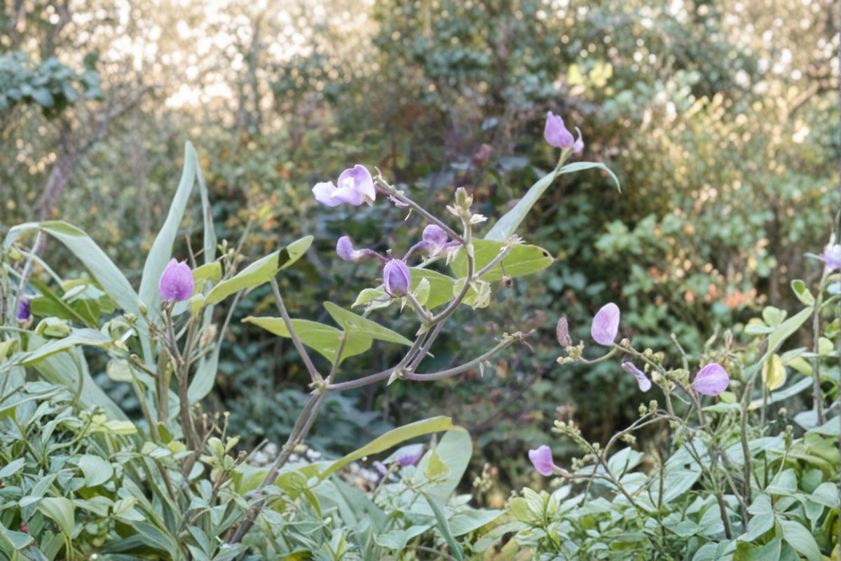 Wild Kidney Bean Seeds | 5 Pack | Phaseolus polystachios | Native Perennial Vine | Pollinator-Friendly Legume