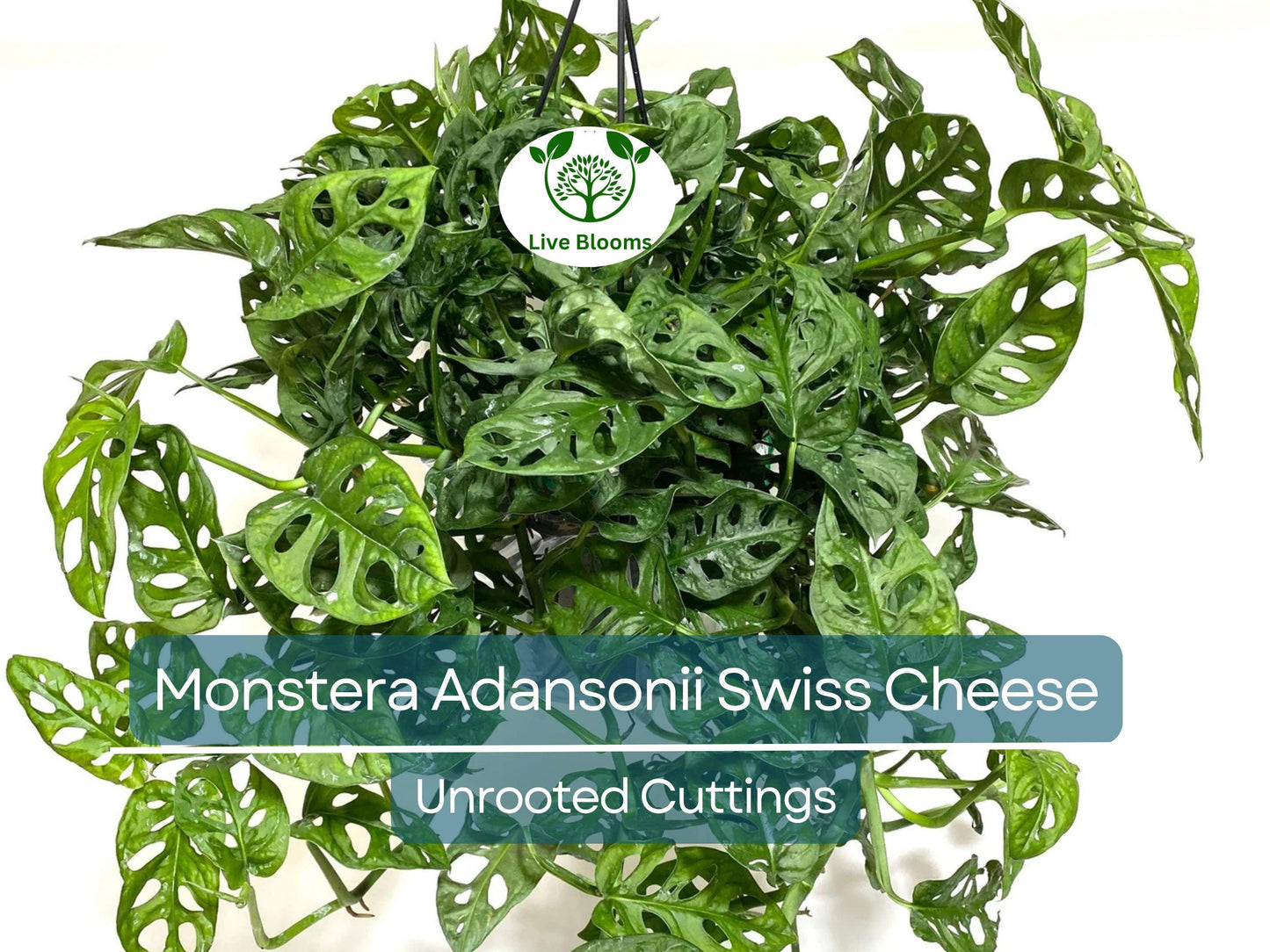 3 Monstera Adansonii Swiss Cheese Unrooted Cuttings - Easy Indoor/Outdoor Tropical Houseplant