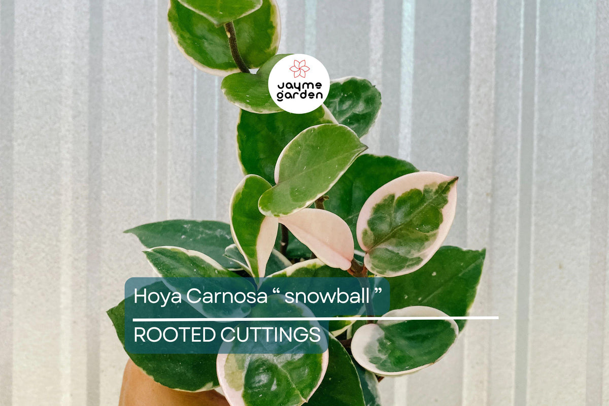 Hoya Carnosa 'Snow Ball' Cutting 4 Inch Pot | Fragrant White Wax Flowers | Easy to Grow Indoor Houseplant | Live Plant