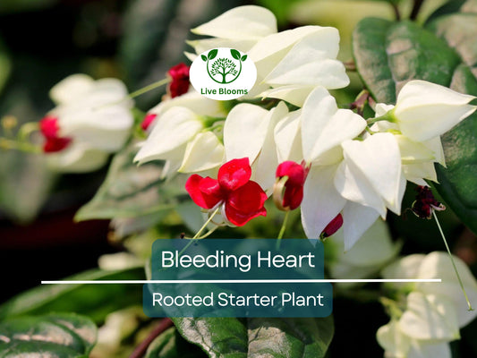 1 Bleeding Heart Rooted Starter Plant - Clerodendrum thomsoniae with White & Red Blooms, Hardy Climbing Vine for Gardens