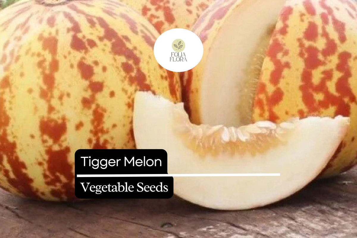 Tigger Melon Seeds - 10 Heirloom Seeds, Striped Red & Yellow Skin, Sweet White Flesh, Cucumis melo, Compact Growth for Home Gardens