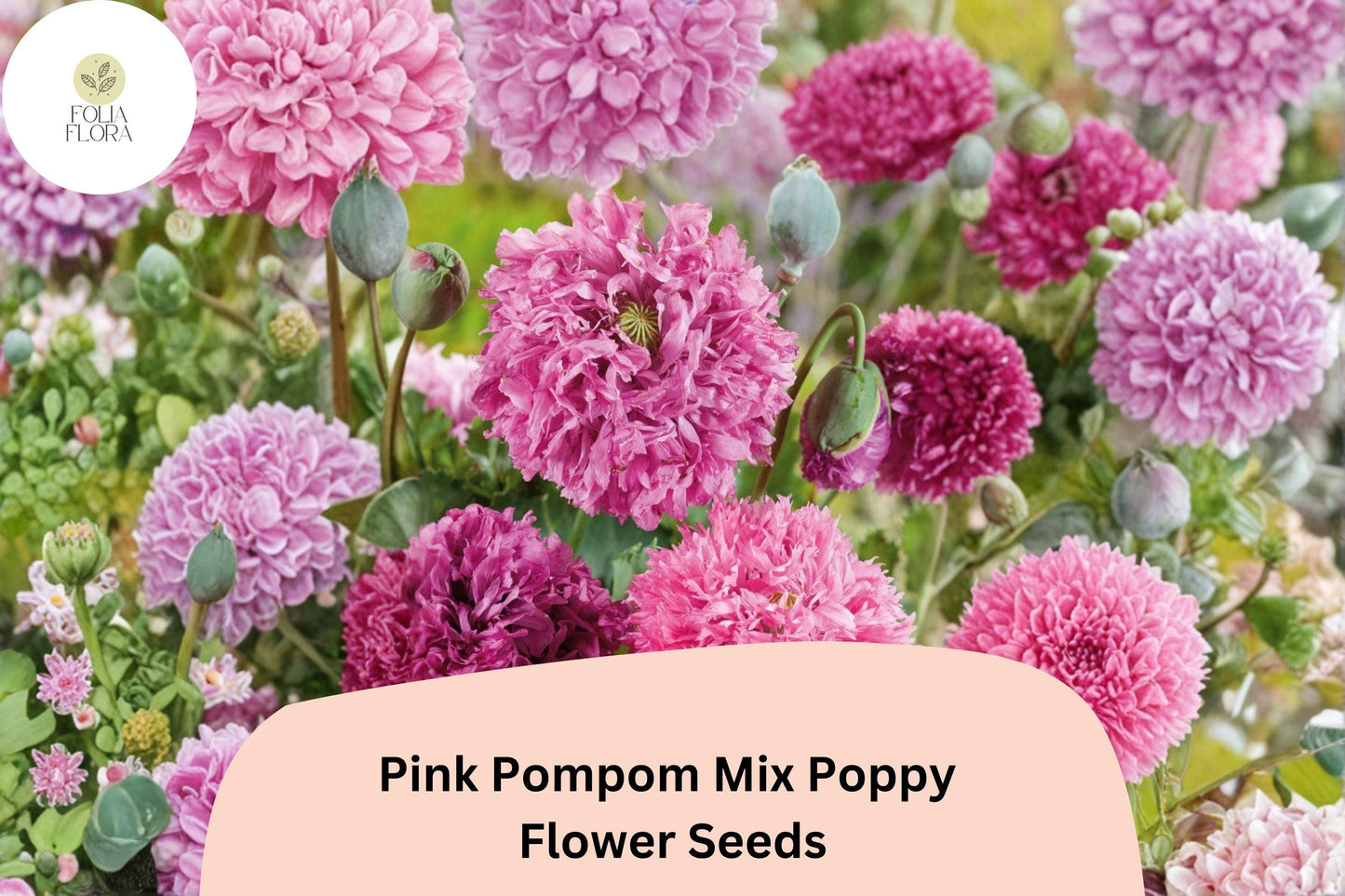 200+ Pink Pompom Mix Poppy Seeds – Soft Pink Ruffled Blooms, Easy to Grow Perennial Wildflower