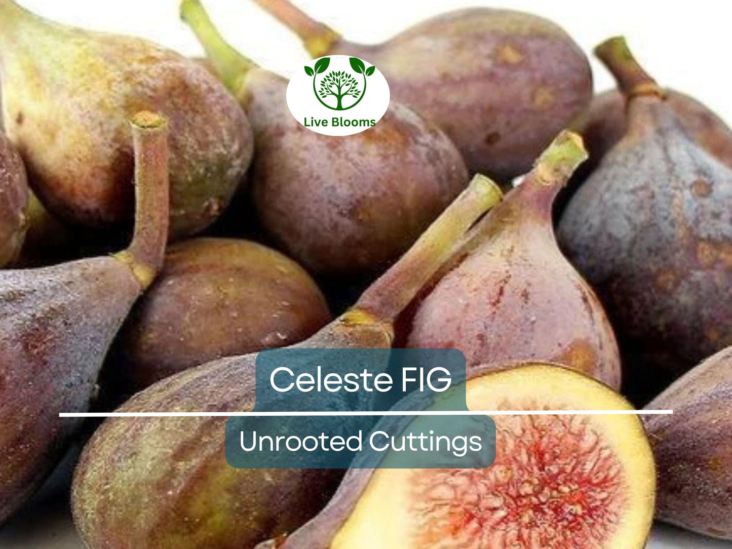 5 Celeste Fig Unrooted Cuttings 6"+ with 3+ Nodes for Propagation - Grow Your Own Fig Tree