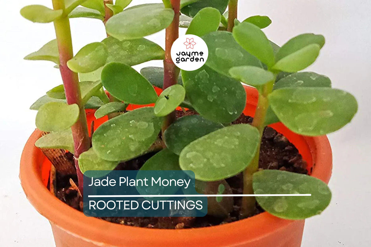 Rooted Jade Plants - 2 Live Succulents - Money Plant Crassula Argentea - Easy Care, Drought Tolerant, No Pot