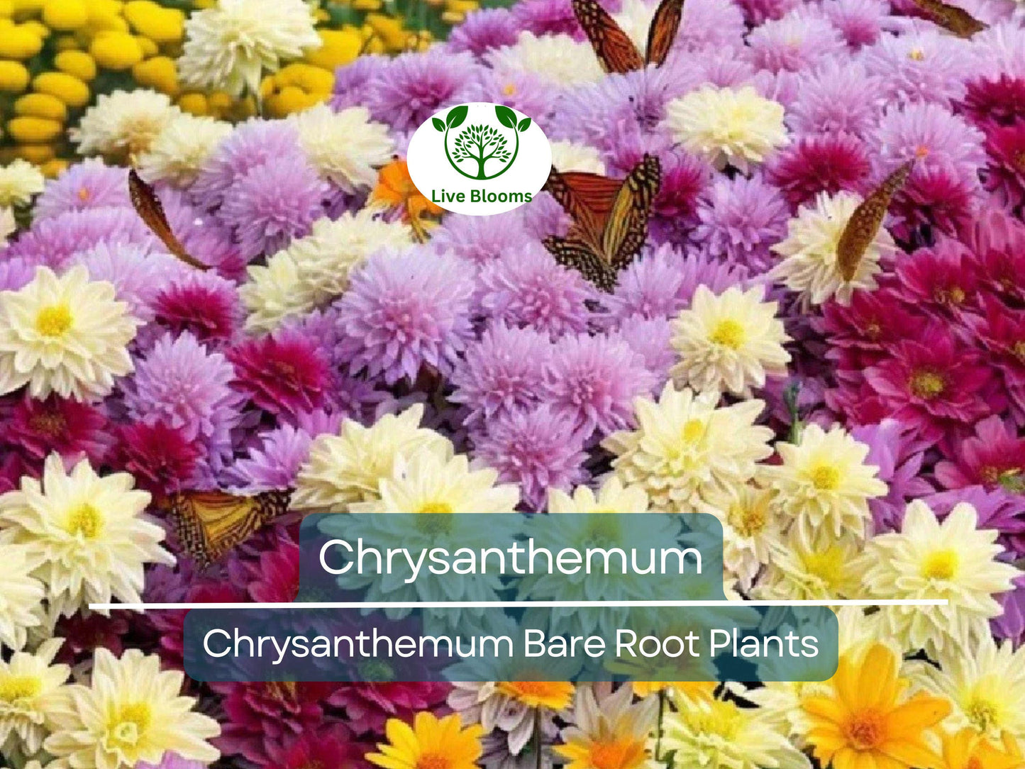 Live 3+ Year Old Chrysanthemum Plant – Mixed Colors, Hardy Perennial, Semi-Bare Root