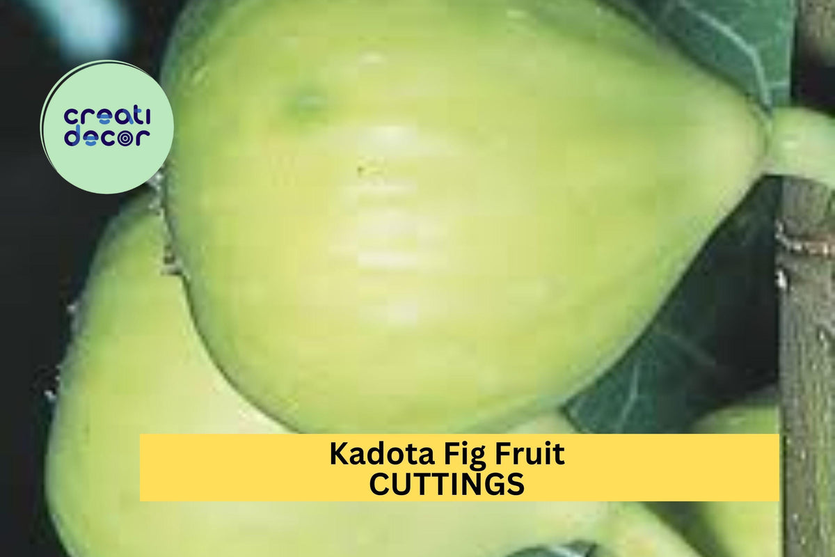 Kadota Fig Cutting 10" Hardwood Twig for Propagation – Sweet Green Fig Tree for Home Orchards
