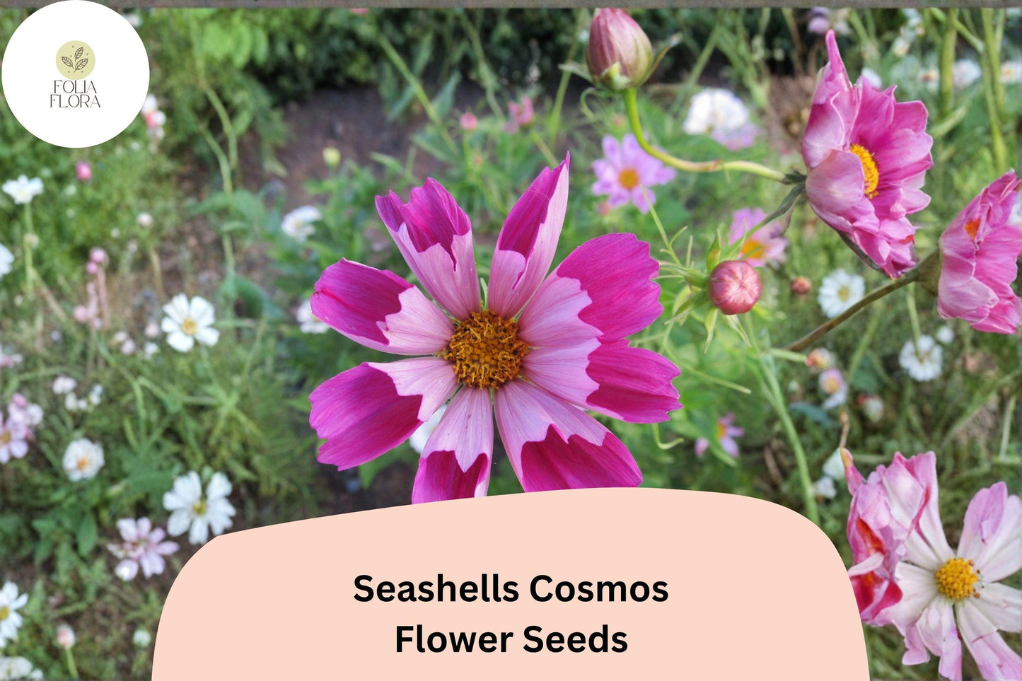 200+ Seashells Cosmos Seeds | Cosmos Bipinnatus Pink & White Annual Flowers for Pollinator Gardens