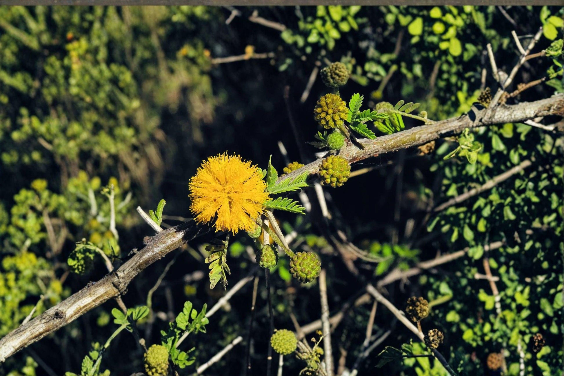 Acacia nilotica Seeds | Gum Arabic Tree, Drought Tolerant Medicinal Plant, Babul, Egyptian Acacia, Hardy Tree Seeds