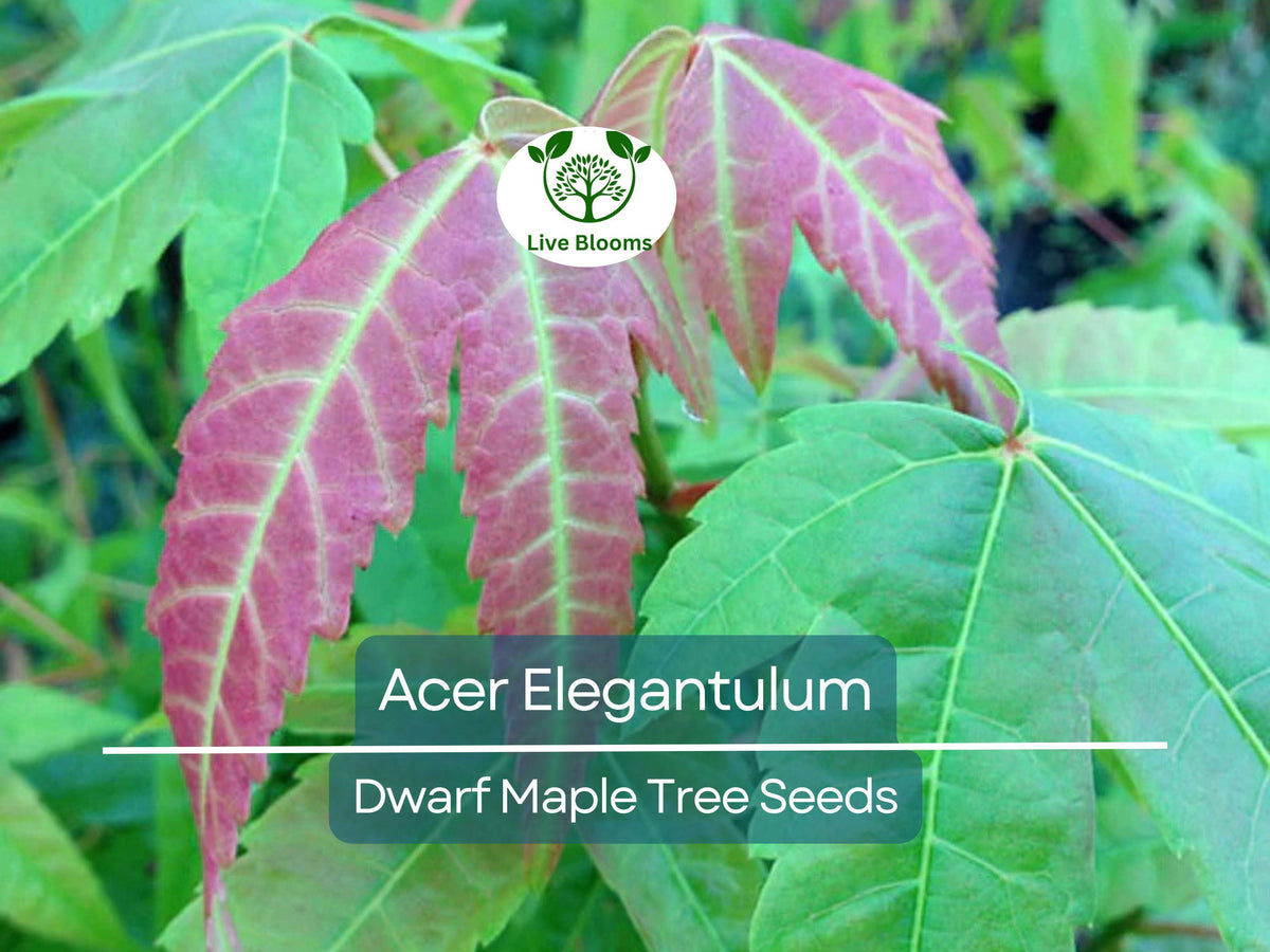 10 Seeds Dwarf Maple Acer Elegantulum - Rare Japanese Maple for Bonsai, Landscaping & Gardens - Unique Tree Seeds