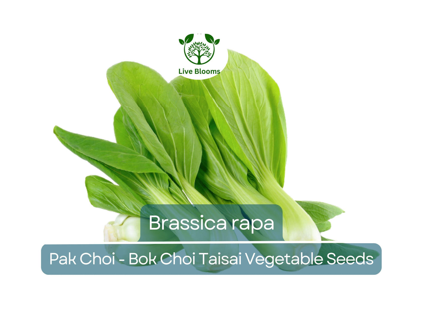 350 Pak Choi Bok Choi Taisai Seeds - Heirloom Brassica rapa Asian Greens for Gardening & Culinary Use